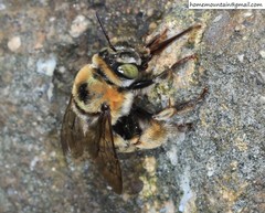 Anthophora deserticola