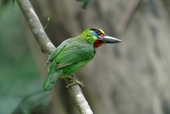 Psilopogon mystacophanos