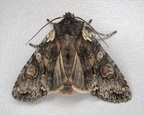 Lithophane consocia Borkhausen, 1792