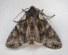 Lithophane consocia
