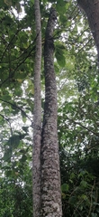Cecropia pachystachya
