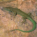 Moroccan Rock Lizard - Photo (c) Roberto Sindaco, some rights reserved (CC BY-NC-SA), uploaded by Roberto Sindaco