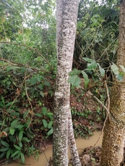 Cecropia pachystachya