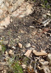 Melinis repens repens