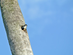 Microhierax fringillarius