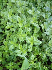 Tagetes foetidissima