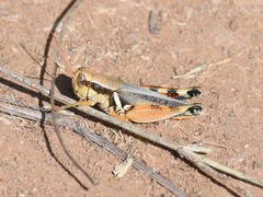 Melanoplus glaucipes