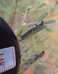 Senna artemisioides coriacea