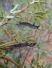 Senna artemisioides coriacea