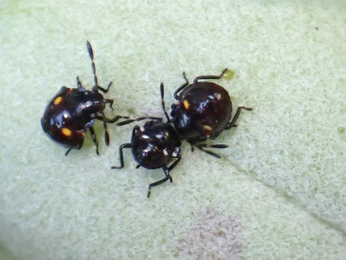 Pittosporum shield bug photo 6