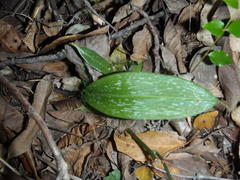 Habenaria arenaria