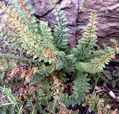 Cheilanthes hirta hirta