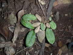 Habenaria arenaria