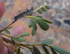 Senna artemisioides coriacea