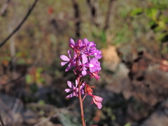 Epidendrum campestre