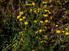 Oncosiphon pilulifer