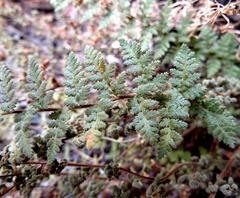 Cheilanthes hirta hirta