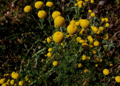 Oncosiphon pilulifer