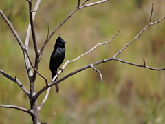 Knipolegus lophotes