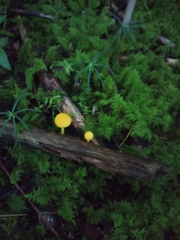 Cyptotrama chrysopepla