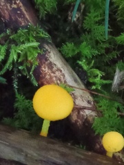 Cyptotrama chrysopepla