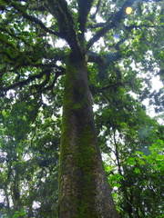 Quercus germana