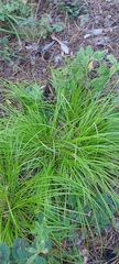 Carex pediformis macroura