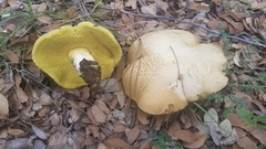 Butyriboletus pulchriceps