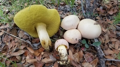 Butyriboletus pulchriceps