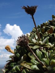 Oldenburgia intermedia