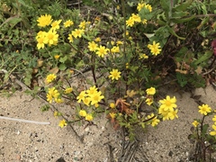 Senecio leucanthemifolius