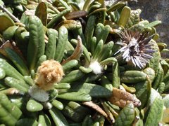 Oldenburgia intermedia