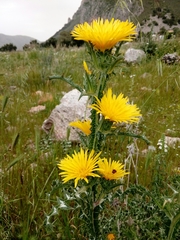 Scolymus grandiflorus