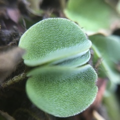 Salvinia cucullata