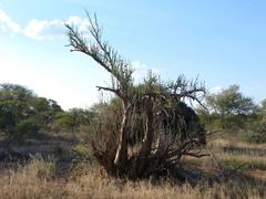 Sesamothamnus lugardii
