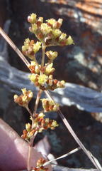 Crassula perforata perforata