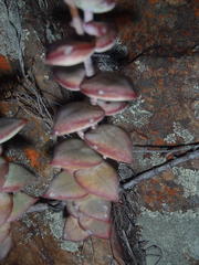 Crassula perforata perforata