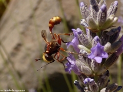 Physocephala vittata