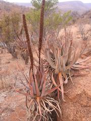 Aloe castanea