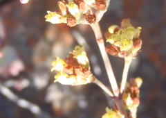 Crassula perforata perforata