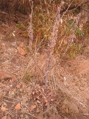 Aloe longibracteata