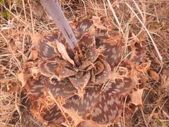 Aloe longibracteata