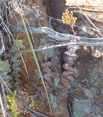 Crassula perforata perforata