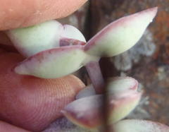 Crassula perforata perforata