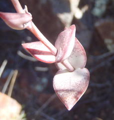 Crassula perforata perforata