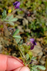 Lotononis maximiliani