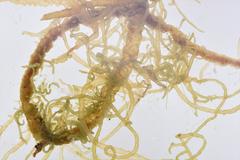 Compsopogon caeruleus