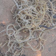 Compsopogon caeruleus