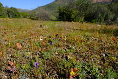 Lotononis maximiliani