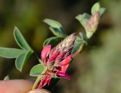 Indigofera vanzijlii